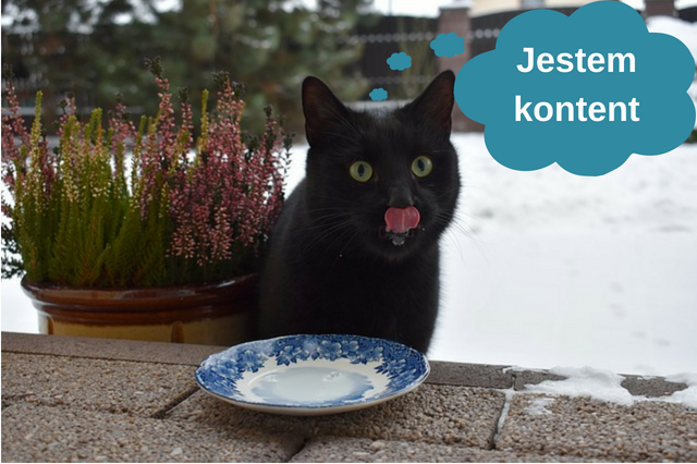 Co to jest kontent